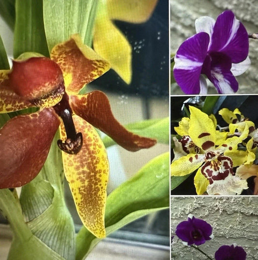 Mixed Orchid Bulb Collection - 10 Premium Plants, No Pot, Bate Root Division - Perfect for Indoor Gardening