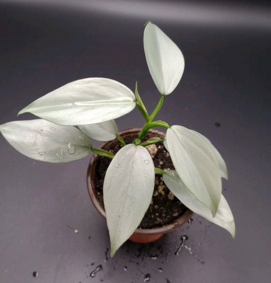 Philodendron Silver Sword Plant in 3.5" Pot - Rare Houseplant for Indoor Decor - Philodendron hastatum