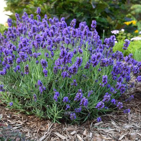 Lavender Flower Seeds - 20 Fresh Seeds - Purple Blooms - Lavandula angustifolia - Free USA Shipping