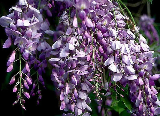 Live Blue Chinese Wisteria Plant, 1-2 ft. Rooted Vines, Heirloom Purple Flowers, Wisteria sinensis