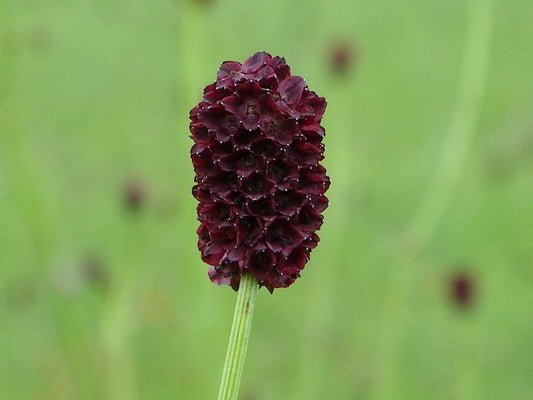 Salad Burnet Seeds - 90+ Non-GMO 'Little Angel' Culinary Herb - Sanguisorba minor