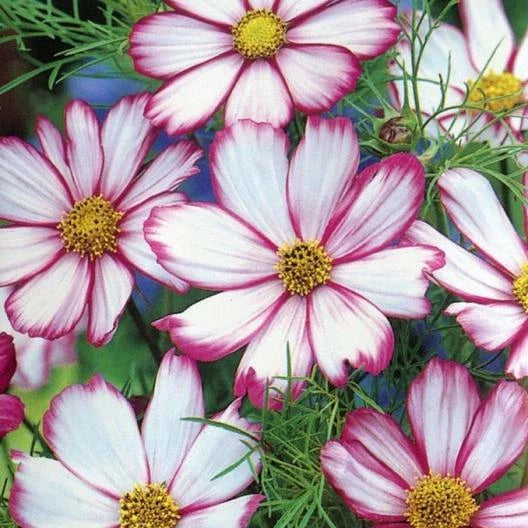 Cosmos Seeds - 150 Non-GMO Candy Striped Pink White Petals - Ideal for Cut Flowers (Cosmos bipinnatus)