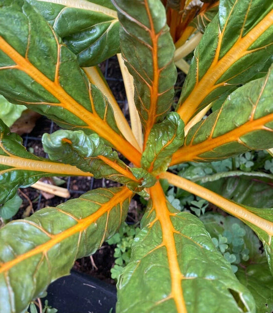 Orange Fantasia Swiss Chard Seeds 100 Ct Heirloom NON-GMO Vegetable Seeds for Home Gardening (Beta vulgaris subsp. cicla)