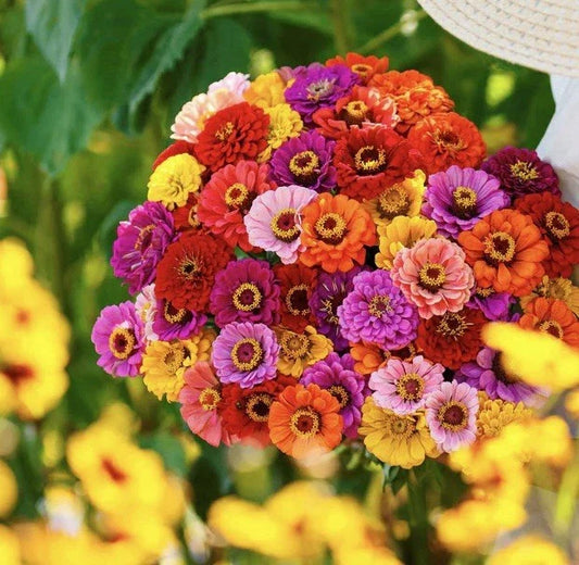 Zinnia Seed Mix 150+ Seeds California Giants (Zinnia elegans) - USA Seller, Colorful Garden Flowers