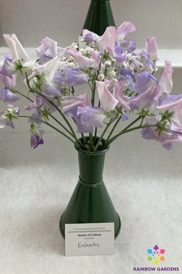 Sweet Pea Seeds - 50+ Pack - Enchante Variety - Lathyrus odoratus - Garden Planting - USA