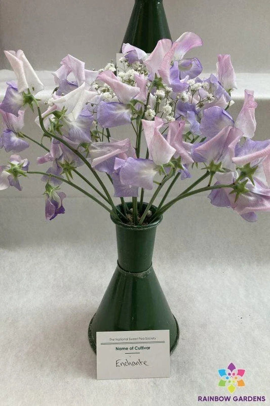 Sweet Pea Seeds - 50+ Pack - Enchante Variety - Lathyrus odoratus - Garden Planting - USA