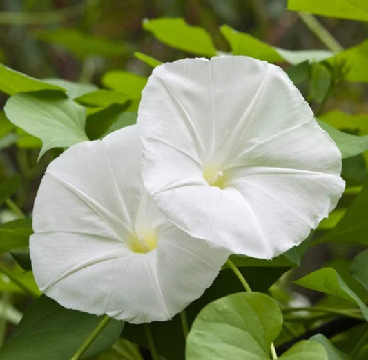 Moonflower Seeds - 25 Non-GMO White Fragrant Night Blooming Vine - Ipomoea alba