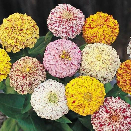 Zinnia Seeds Peppermint Stick Mix Candy Striped Flowers Non-GMO 200 Seeds (Zinnia elegans)