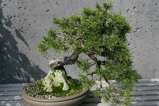 Mugo Pine Seeds - 25 Pack, Pinus mugo mughus, Dwarf Evergreen Conifer for Landscaping and Garden Use