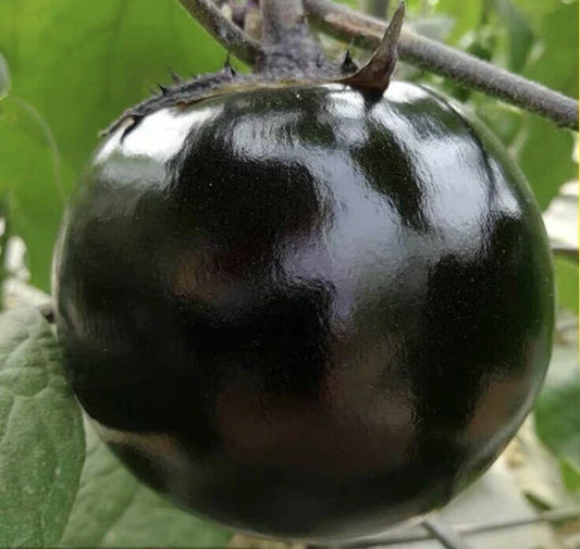 Round Black Eggplant Seeds - 30+ High Yield Tasty Green Asian Vegetable - Solanum melongena - USA