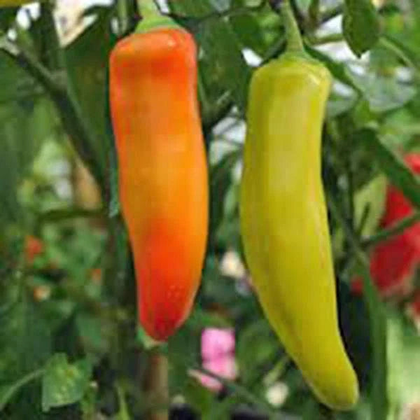 Spicy Hungarian Yellow Wax Pepper Seeds, Heirloom Non-GMO, 20+ Seeds, Capsicum annuum