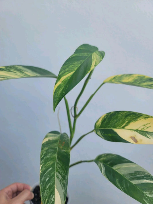 Variegated Epipremnum Giganteum Blue Java Tricolor Plant - Non-Monstera Philodendron, Indoor Houseplant, Unique Foliage