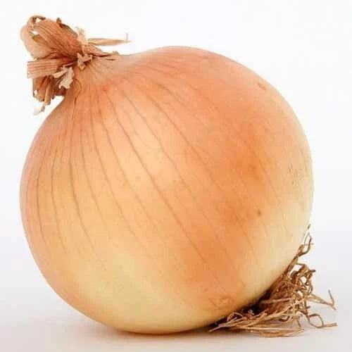 Onion Seeds 200+ Texas Early Grano Heirloom Sweet Variety Allium cepa USA