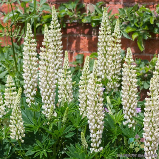 Noble Maiden Lupine Seeds - 25+ Pack for Garden Planting - Lupinus polyphyllus - USA Grown, Free Shipping