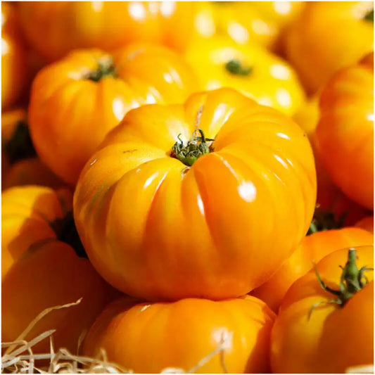 Yellow Brandywine Tomato Seeds - 50 Ct - Heirloom Non-GMO Vegetable Seeds - Solanum lycopersicum