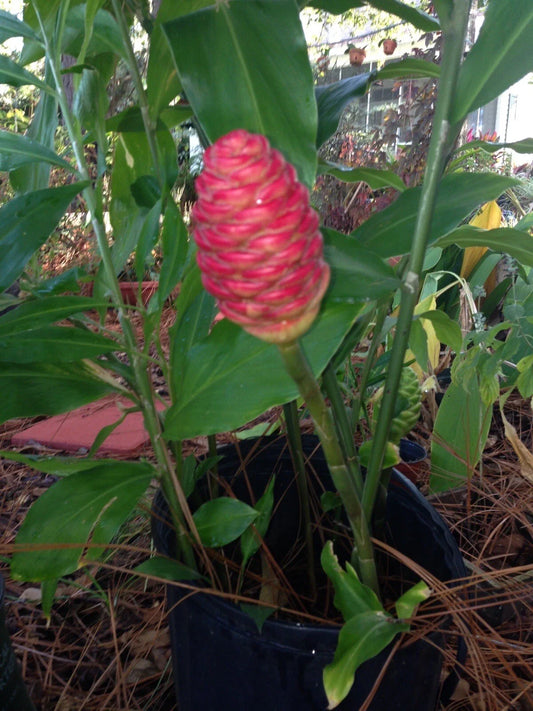 Combo 3 Shampoo Ginger Rhizomes & 3 Rooted Mexican Hydrangeas - Zingiber zerumbet - Butterfly & Hummingbird Attraction Plants