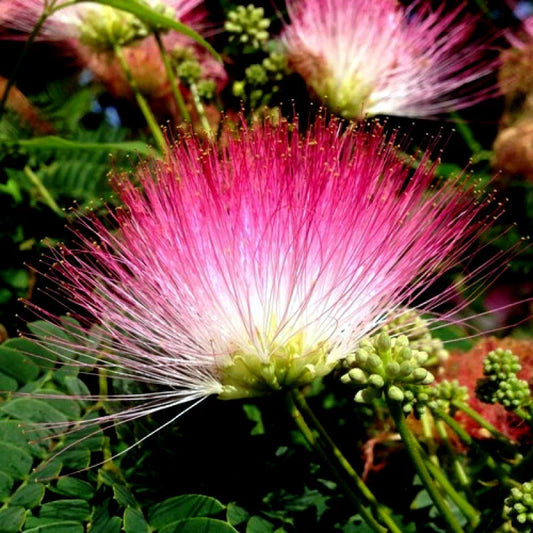 20 Rain Tree Seeds - Monkey Pod "Hitachi" - Albizia saman - Rare Tropical Flower Seeds for Gardening