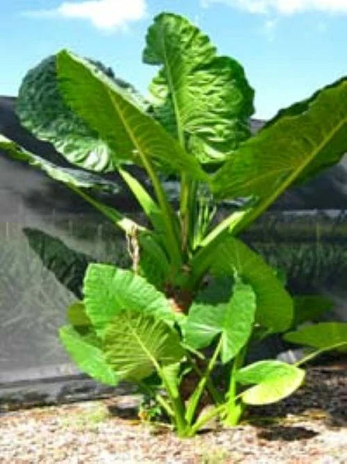 Elephant Ear Taro Plant Starter - Borneo Giant - Alocasia Macrorrhiza Rooted - Tropical Foliage Decor