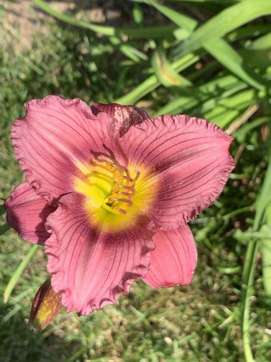 De Oro Daylily Starter Plant - 1pc Bare Root - Purple Red Pink - Hemerocallis 'De Oro'