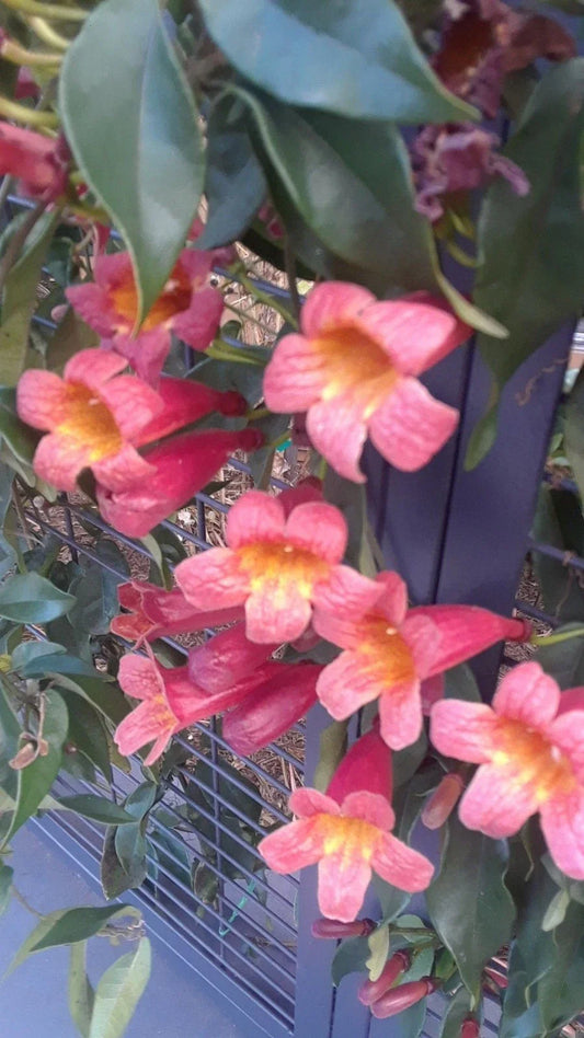 Crossvine Live Plants 2-Pack, Bignonia capreolata, Orange/Red Flowers, Hummingbird Attractant, Southern Alabama Native Vine