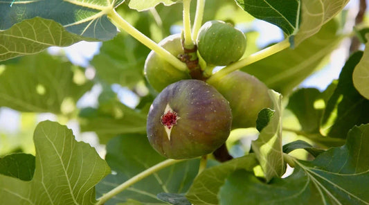 Alma Fig Seeds - 100+ Premium Seeds for Garden Planting - Ficus carica - USA Origin, Free Shipping