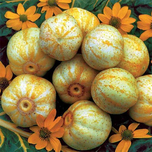 Lemon Cucumber Seeds 1/4 lb Heirloom Rare Pickling Variety Cucumis sativus