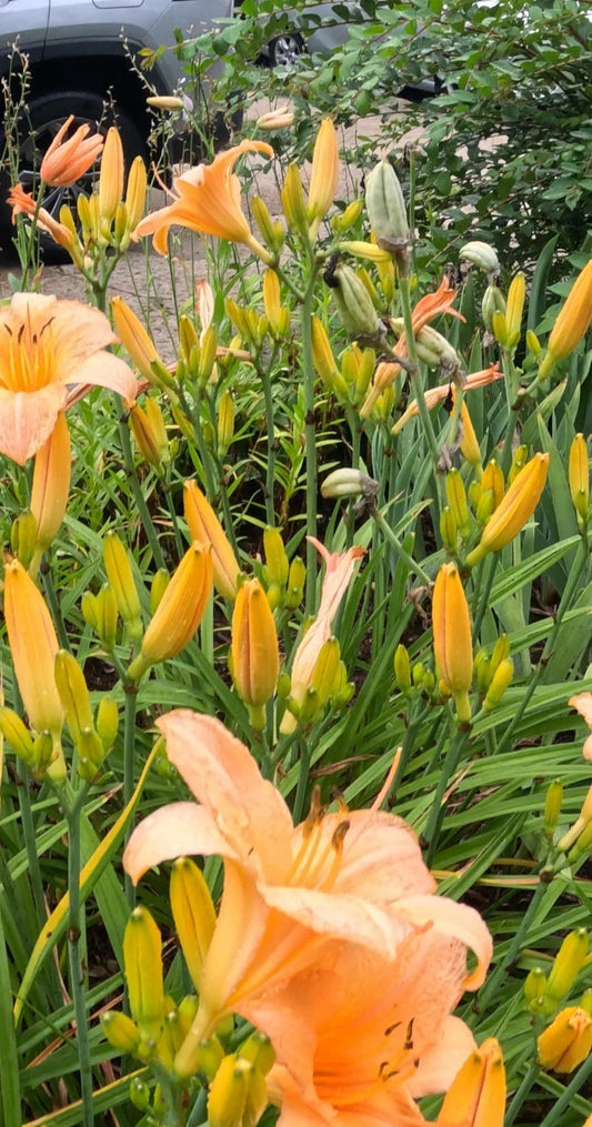 Daylily Plants - 10 Bulbs - Colorful Perennials - Hemerocallis for Vibrant Garden Blooms Next Year