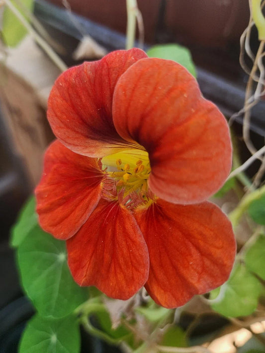 Nasturtium Live Plant - Well Rooted, Edible Flowers, Colorful Varieties - Tropaeolum majus