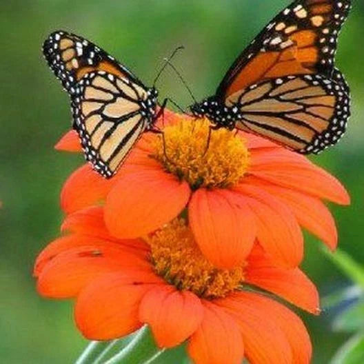 Sunflower Seeds - 100+ Non-GMO Mexican Torch Variety - Attracts Bees, Butterflies, Hummingbirds - Helianthus annuus