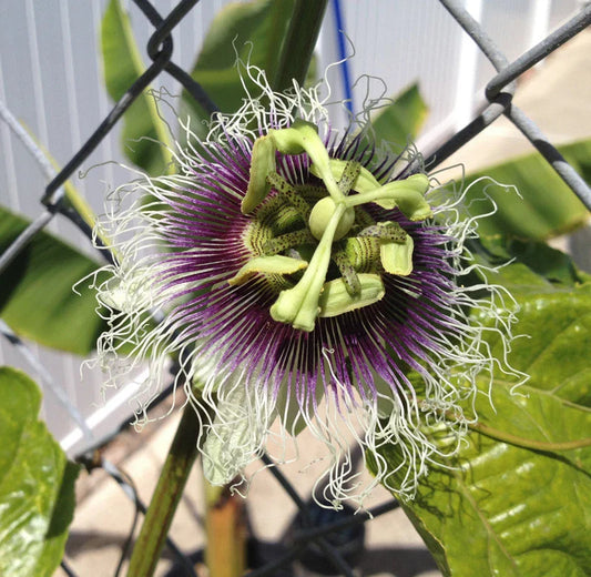 Purple Passion Fruit Plant - Edible Variety - Passiflora Edulis 'Frederick' - Tropical Fruit Garden Starter Plant