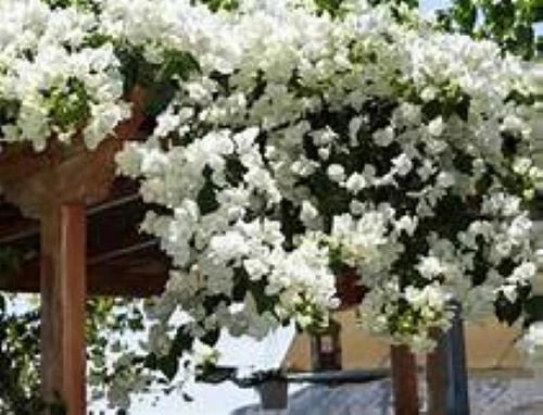 Live Bougainvillea Starter Plant - Key West White Variety - Well Rooted Plug - Bougainvillea spp. - USA Seller