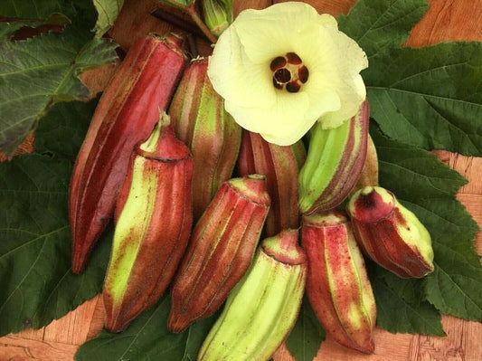 Texas Hill Country Red Okra Seeds - 50+ Heirloom Non-GMO - Abelmoschus esculentus
