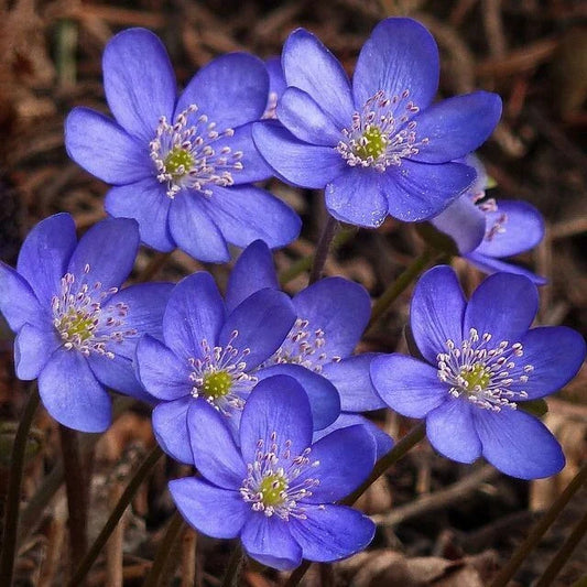 Hepatica Bare-root Plant | Blue Flowering Anemone hepatica | Perennial Ground Cover