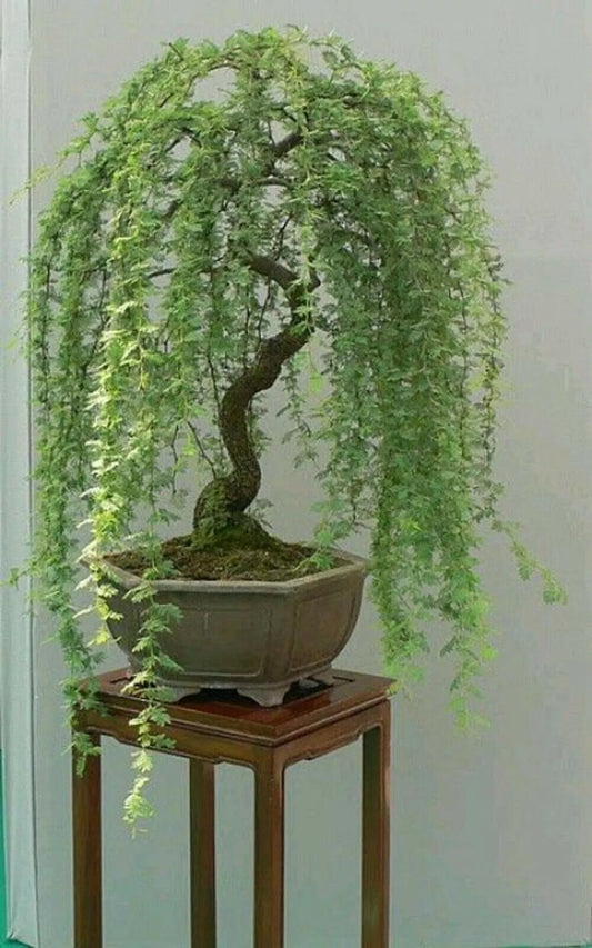 Bonsai Tree Cutting - Green Weeping Willow - Thick Trunk - Salix babylonica