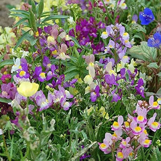 Snapdragon Fairy Bouquet Seeds - 2000+ Dwarf Flower Linaria Maroccana - Vibrant Garden Seeds for Planting - USA