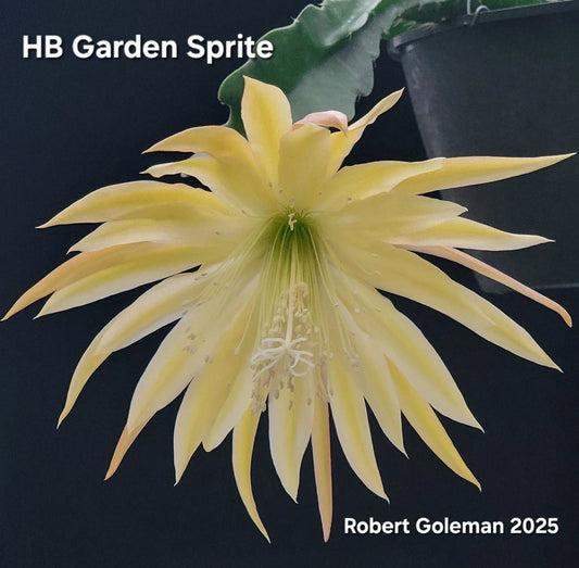 Epiphyllum 'HB Garden Sprite' Unrooted Cutting - Orchid Cactus - First Cutting - Tropical Houseplant