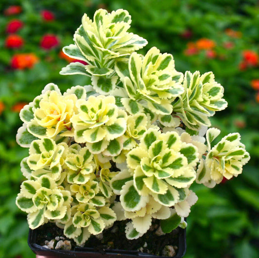 Sedum Takesimense Atlantis™ Variegated Succulent Live Plant 2 Inch - Perfect for Garden Decor and Landscaping