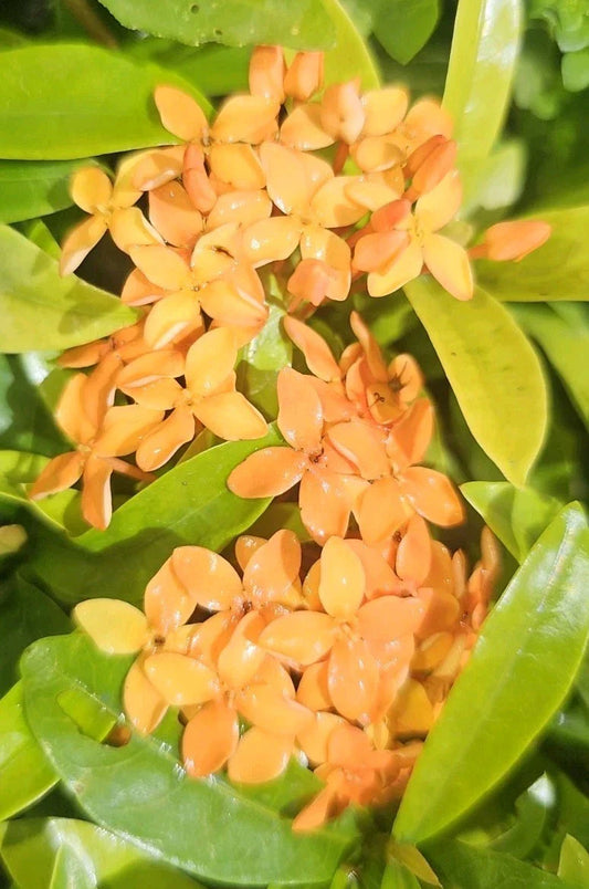 Dwarf Ixora Live Plant - Orange Variety - Well Rooted Starter - Ixora taiwanensis - 5 to 7 Inches Tall - 2 Pack