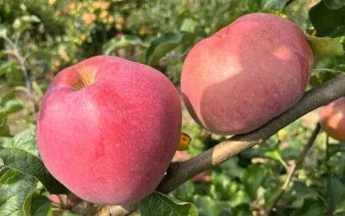 Wolf River Apple Seeds - 25 Heirloom Seeds for Garden Planting - Malus domestica - USA