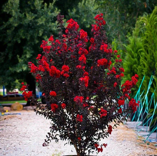 Ruby Thunderstruck Crape Myrtle Starter Plant - Lagerstroemia - Rooted Crape Myrtle for Gardens and Landscapes