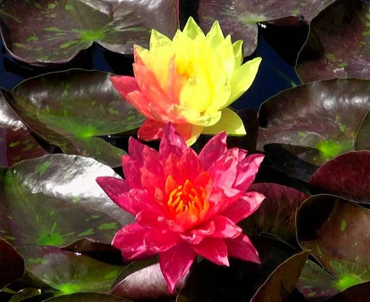 Cold Hardy Waterlily Pond Plant - Wanvisa Variety + Free Bog Plant - Nymphaea spp.