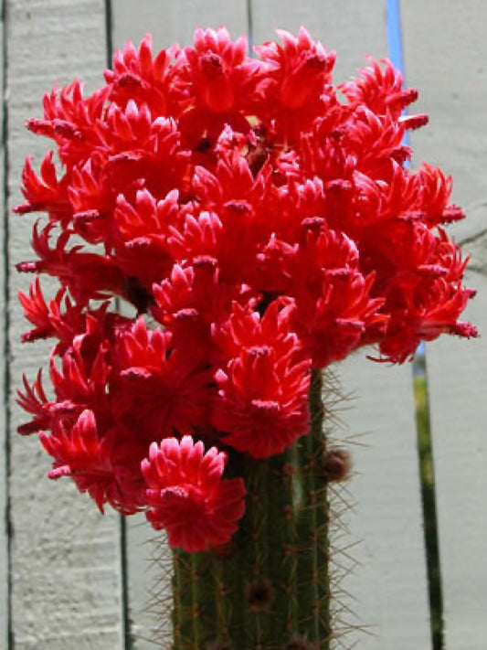 Red Torch Cactus Seeds - Showy Bolivicereus s. | Ideal Houseplant for Indoor Gardening