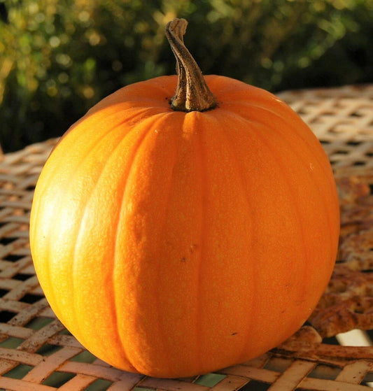 Connecticut Field Pumpkin Seeds | Heirloom Vegetable Seeds for Planting | Patch Pumpkins (Cucurbita pepo) 2025