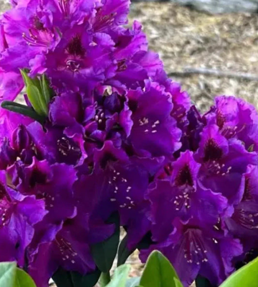Rhododendron Starter Plant - Florence Parks - Well Rooted Rare Variety - Perfect for Gardens