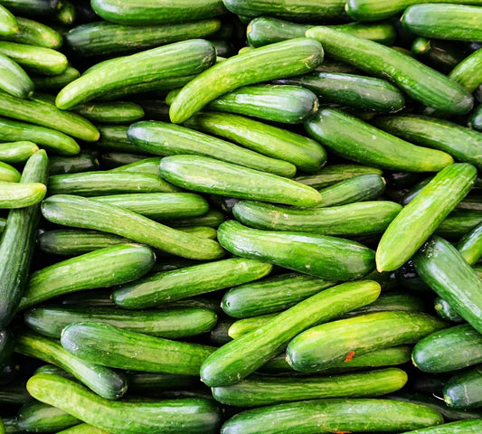 Alpha Cucumber Seeds for Planting, 30 Seeds, Persian Beit Alpha, Lebanese (Cucumis sativus)
