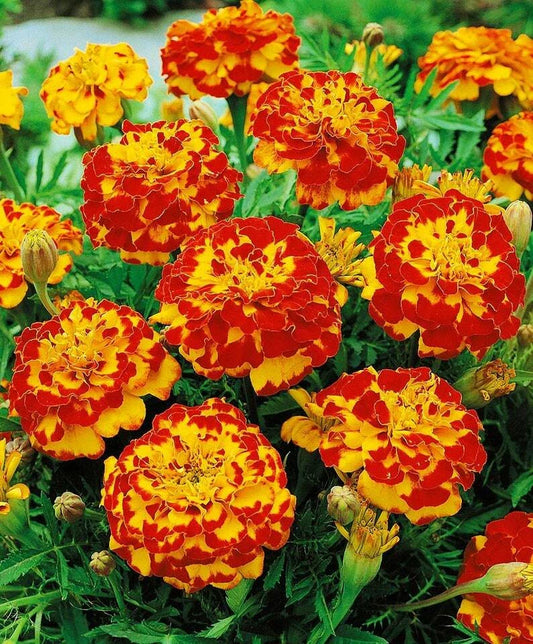 Dwarf French Marigold Seeds BOLERO Mix Fiery Colors Non-GMO 100 Seeds Tagetes patula