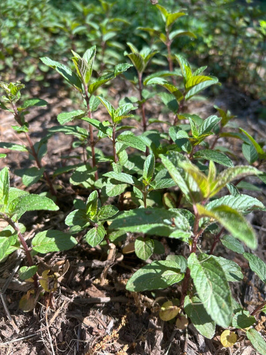 Robert Mitchum Chocolate Mint Plant - Bare Root Black Peppermint - Mentha × piperita 'Chocolate'