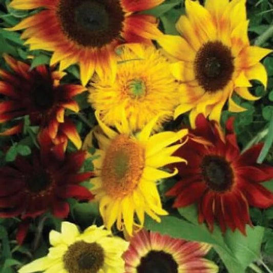 Sunflower Seeds Mix, 25+ Varieties, Non-GMO Flower Seeds, Helianthus annuus, USA Grown