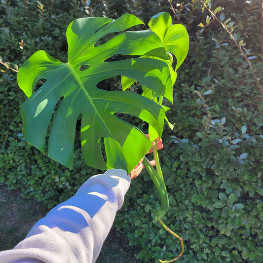 Large Rooted Cutting Monstera Deliciosa, Tropical Live Plant, Swiss Cheese Plant, Monstera Adansonii