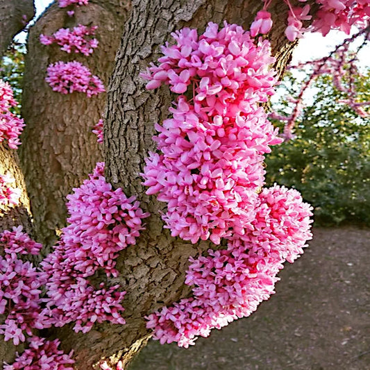 Judas Tree Seeds - Cercis siliquastrum - Mediterranean Redbud Flowers - Fast Hardy Variety